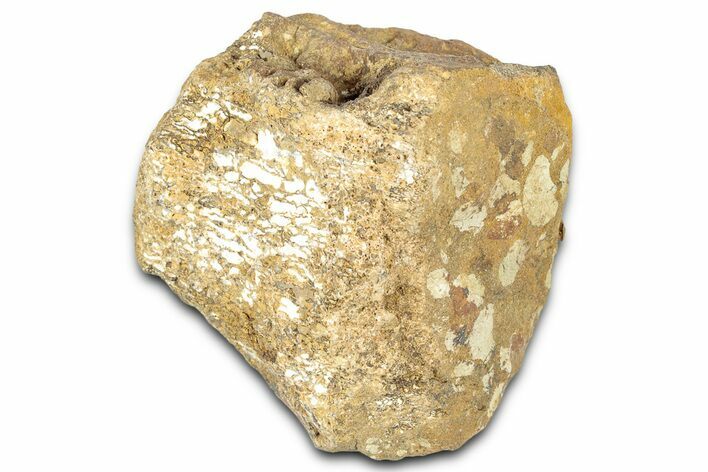 Hadrosaur (Edmontosaurus) Caudal Vertebra Centrum - Montana #331263